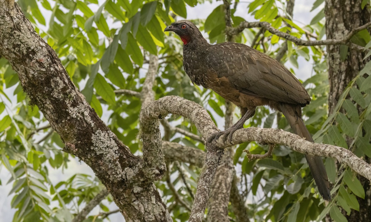 Dusky-legged Guan - ML624404033