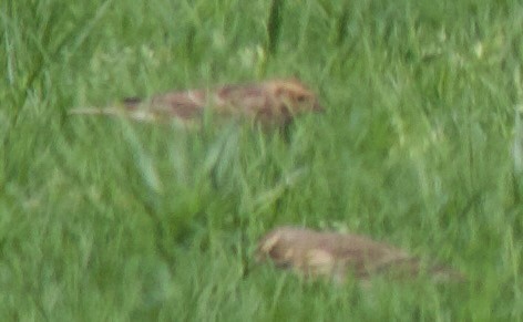 Lapland Longspur - ML624404429