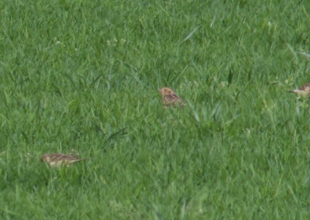 Lapland Longspur - ML624404430