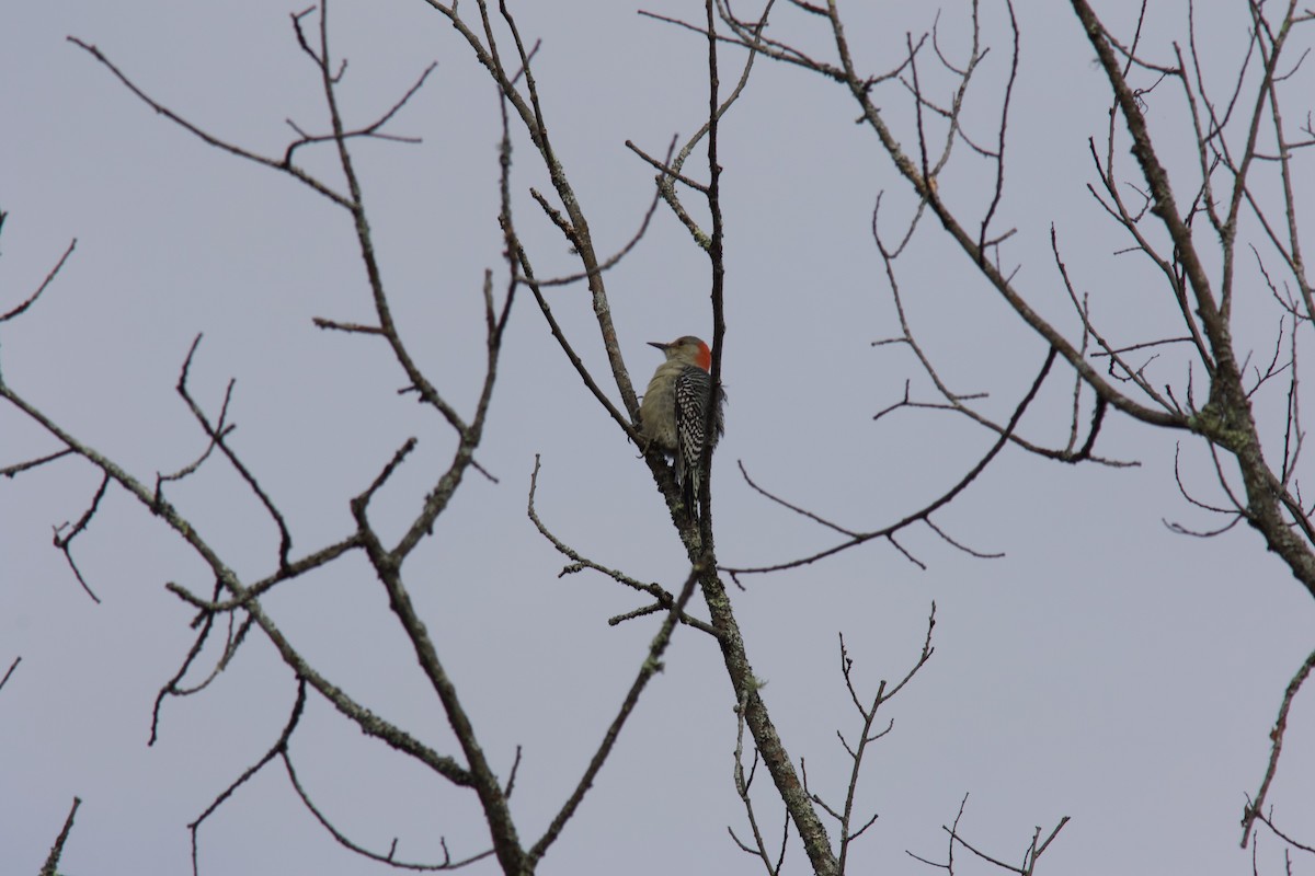 Red-bellied Woodpecker - ML624404707