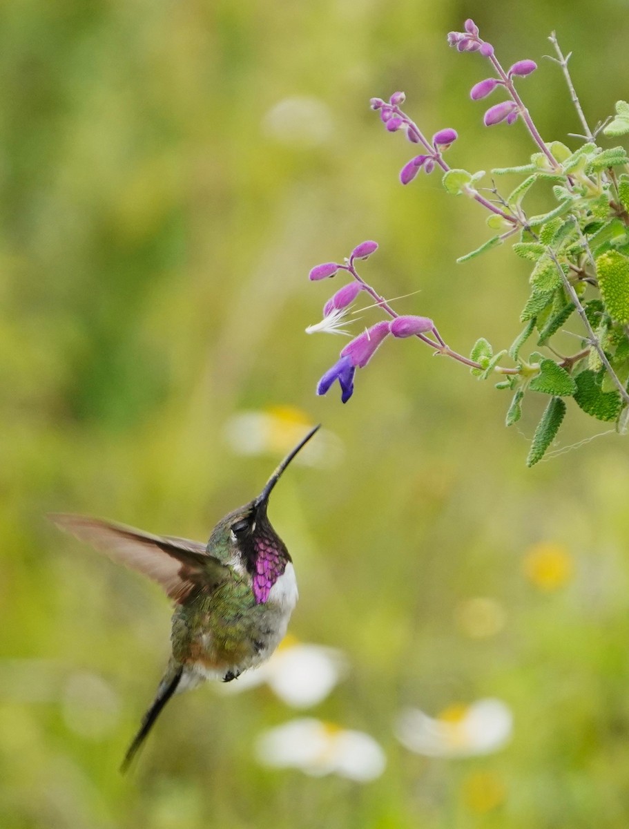 Beautiful Hummingbird - ML624404710