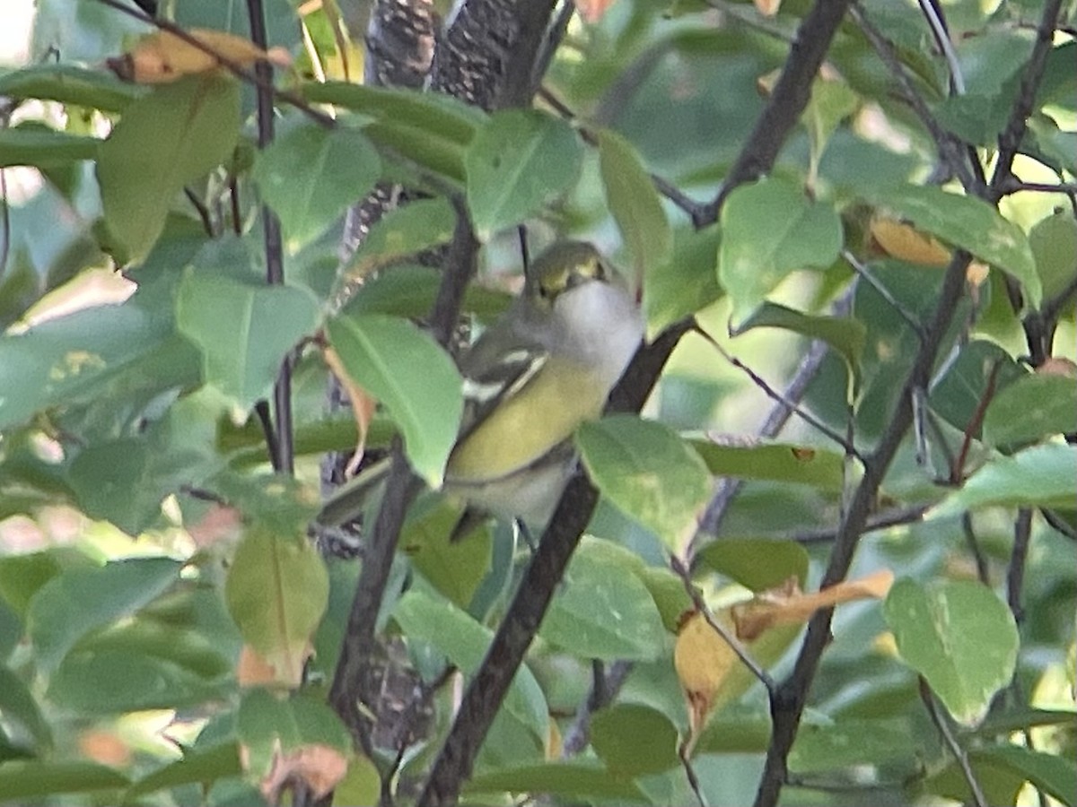 Weißaugenvireo - ML624404743