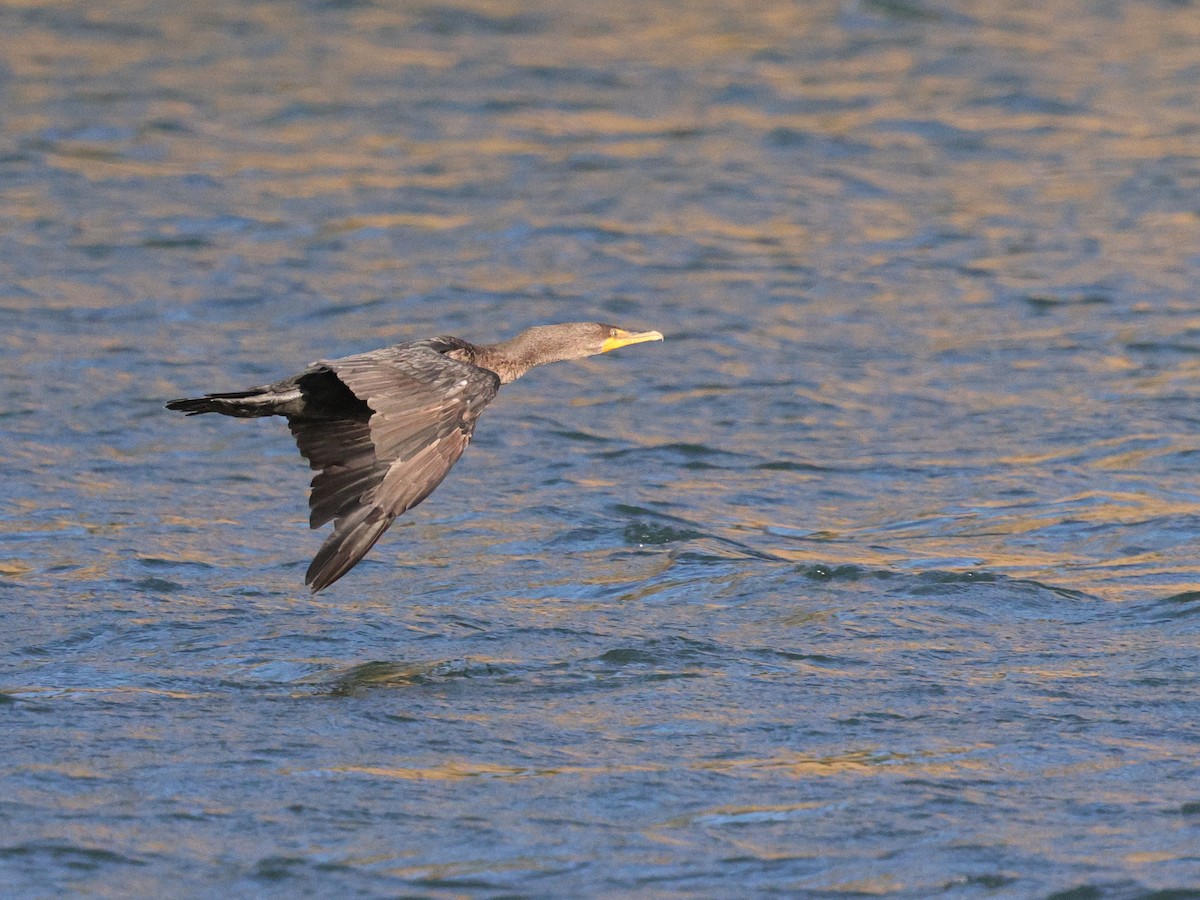 Double-crested Cormorant - ML624404775
