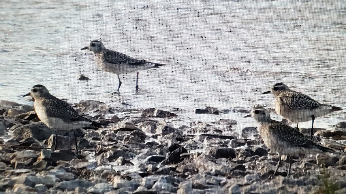 American Golden-Plover - ML624405021