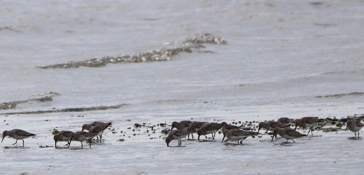 Semipalmated Sandpiper - ML624405024