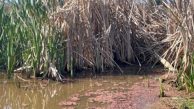 Baillon's Crake (Australasian) - ML624405066
