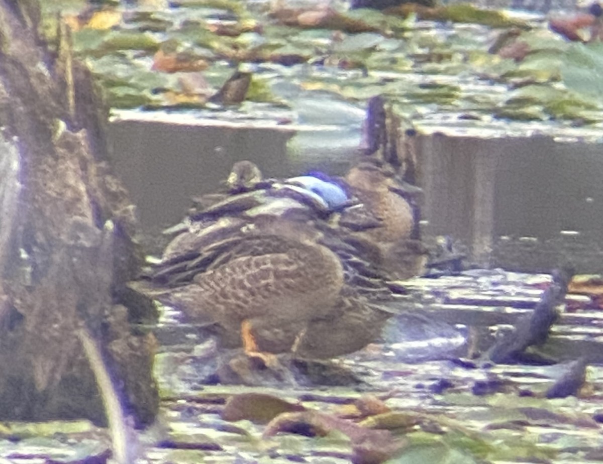 Blue-winged Teal - ML624405075