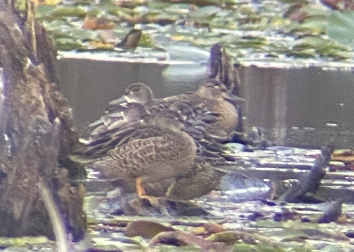 Blue-winged Teal - ML624405076