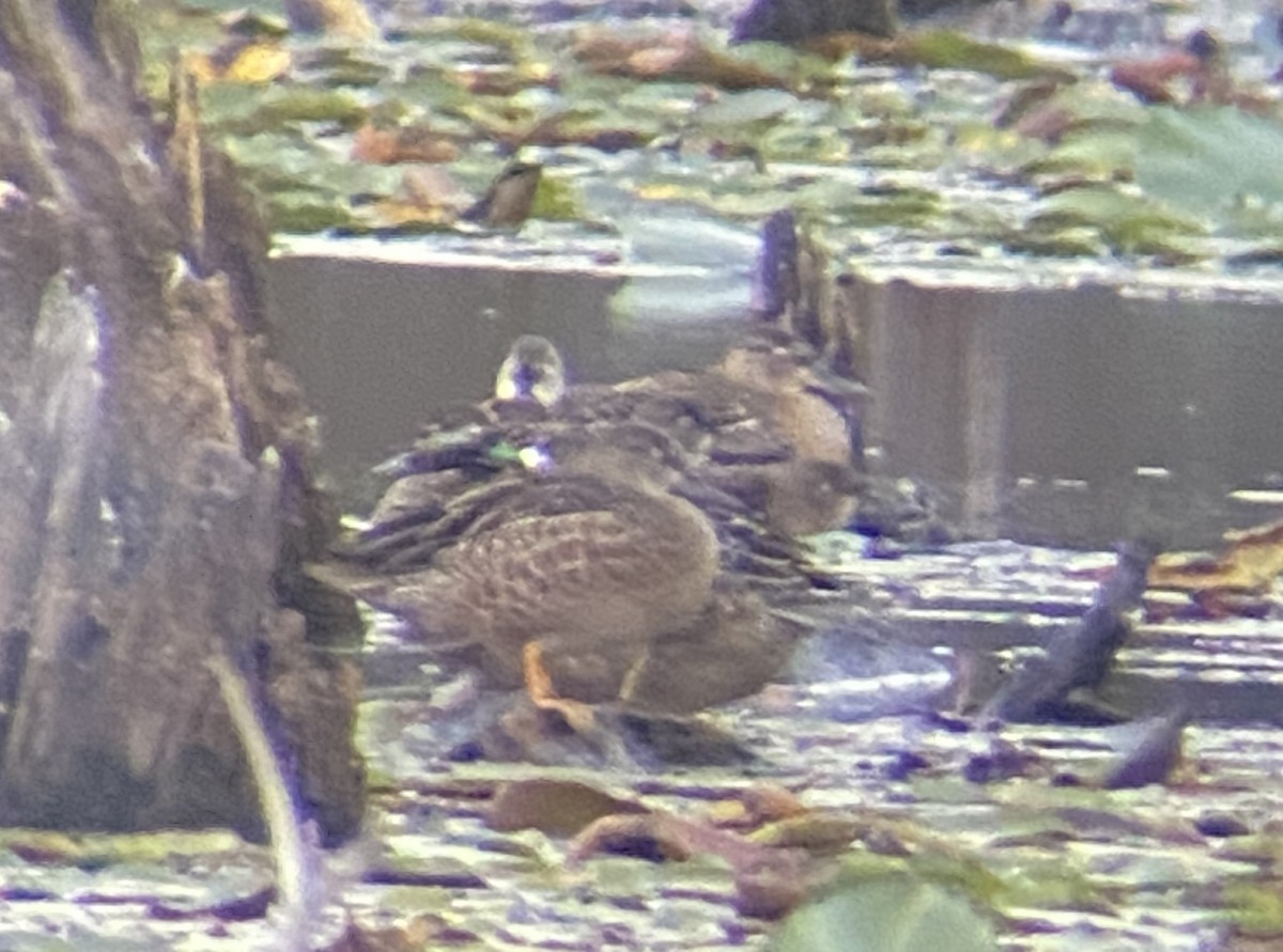 Blue-winged Teal - ML624405077