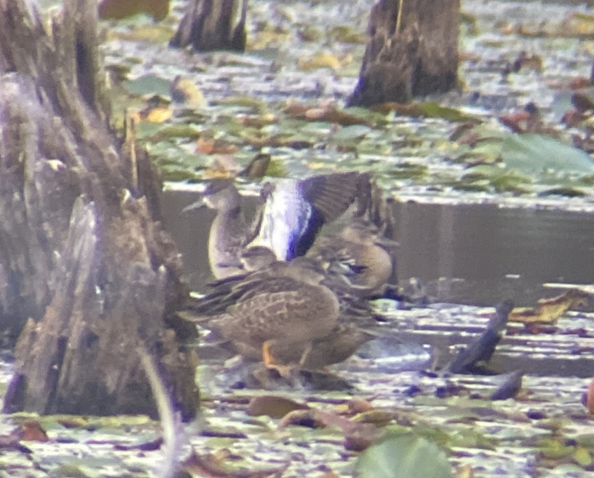 Blue-winged Teal - ML624405078