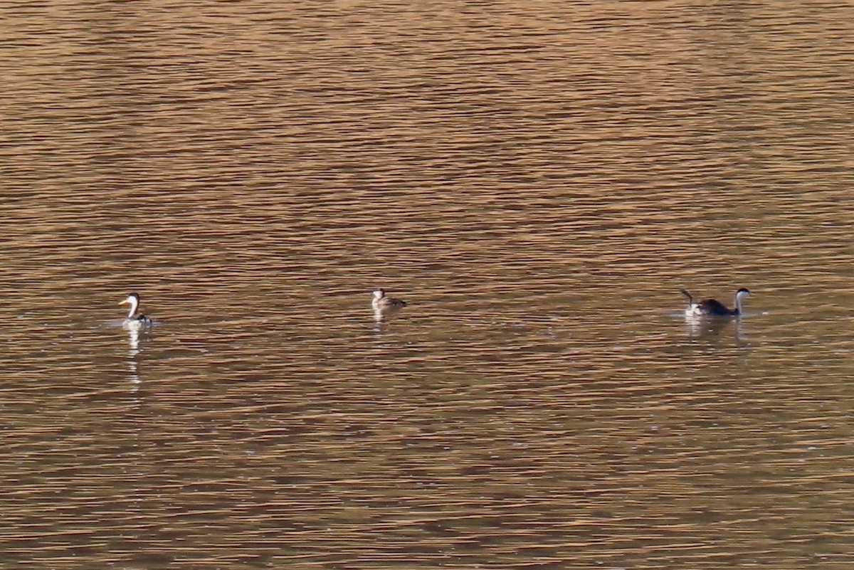 Clark's Grebe - ML624405160