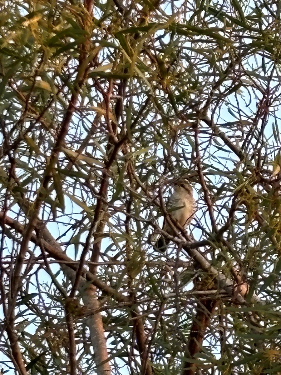 Horsfield's Bronze-Cuckoo - ML624405408
