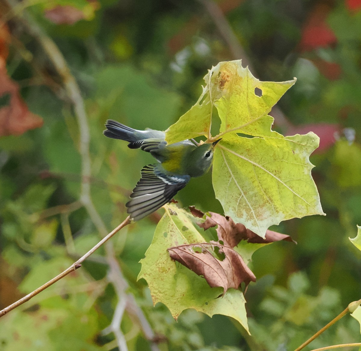 Northern Parula - ML624405433