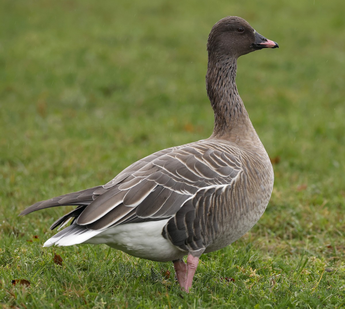 Pink-footed Goose - ML624405491