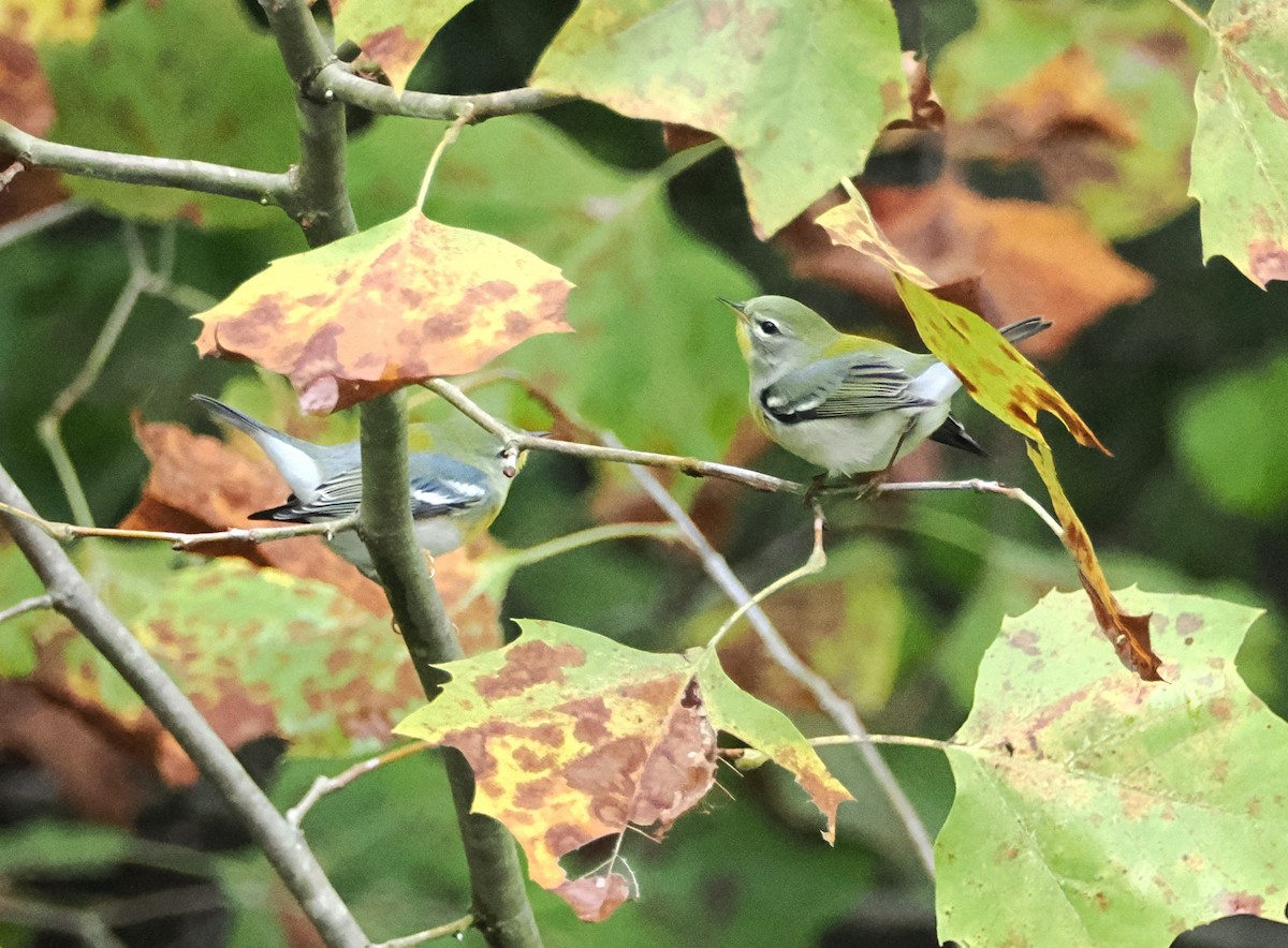 Northern Parula - ML624405555