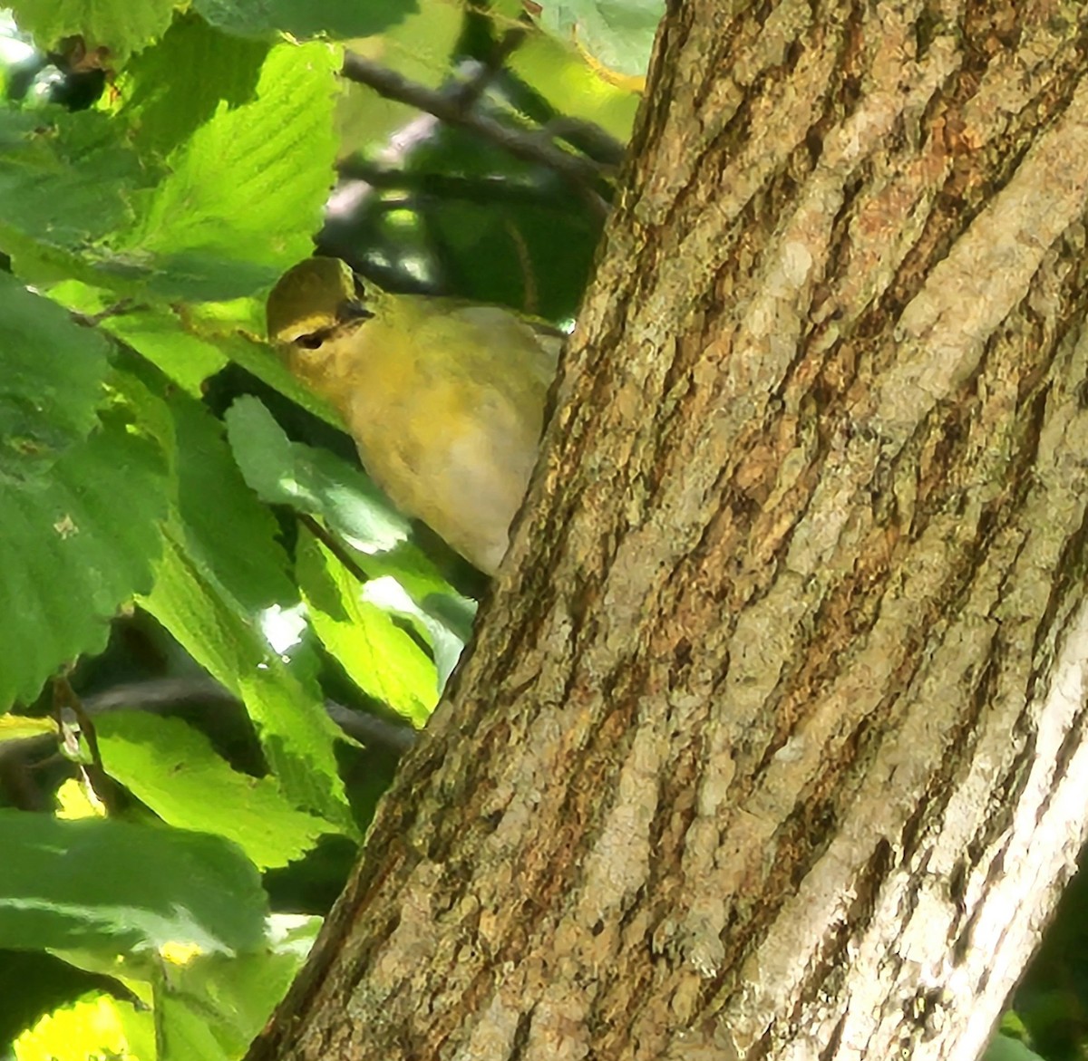 Tennessee Warbler - ML624405896