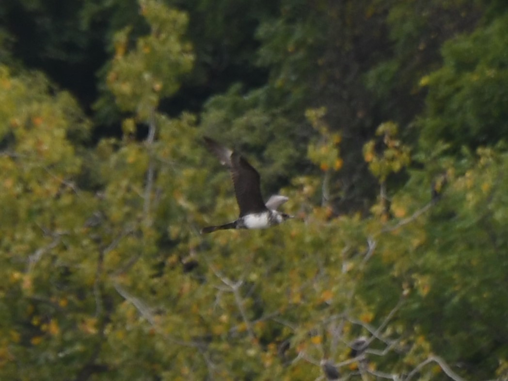 Pomarine Jaeger - ML624405980