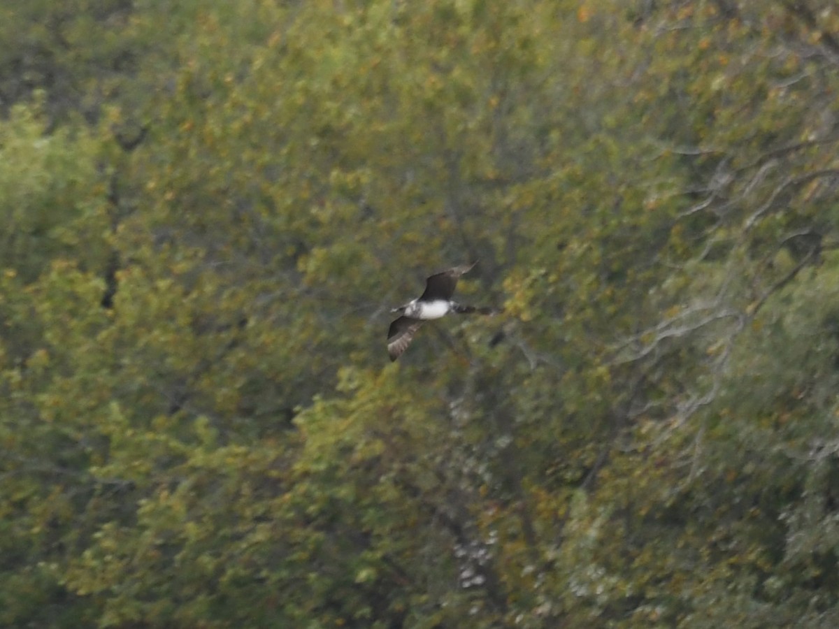 Pomarine Jaeger - ML624405982
