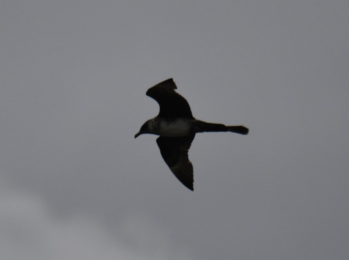 Pomarine Jaeger - ML624405983
