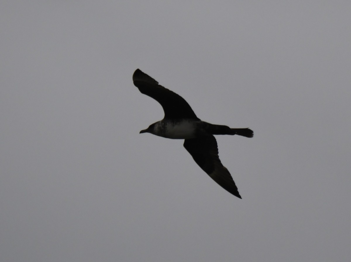 Pomarine Jaeger - ML624405984