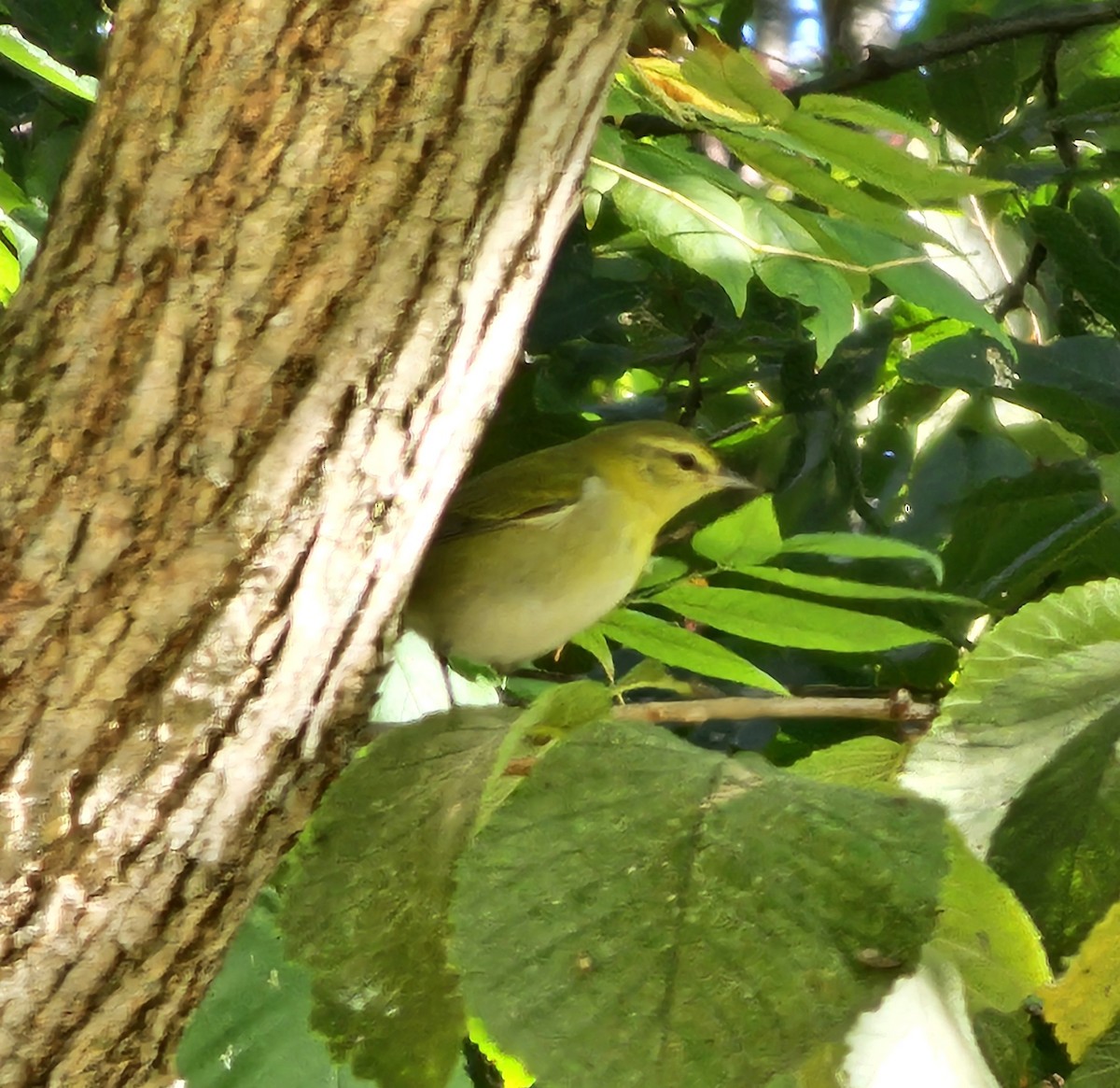 Tennessee Warbler - ML624405994