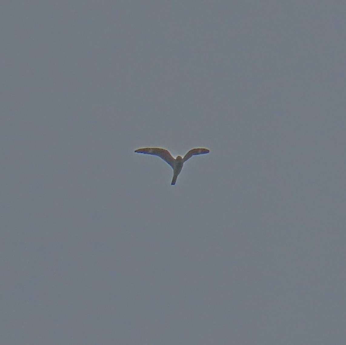 Common Nighthawk - Israel Toloza Pérez