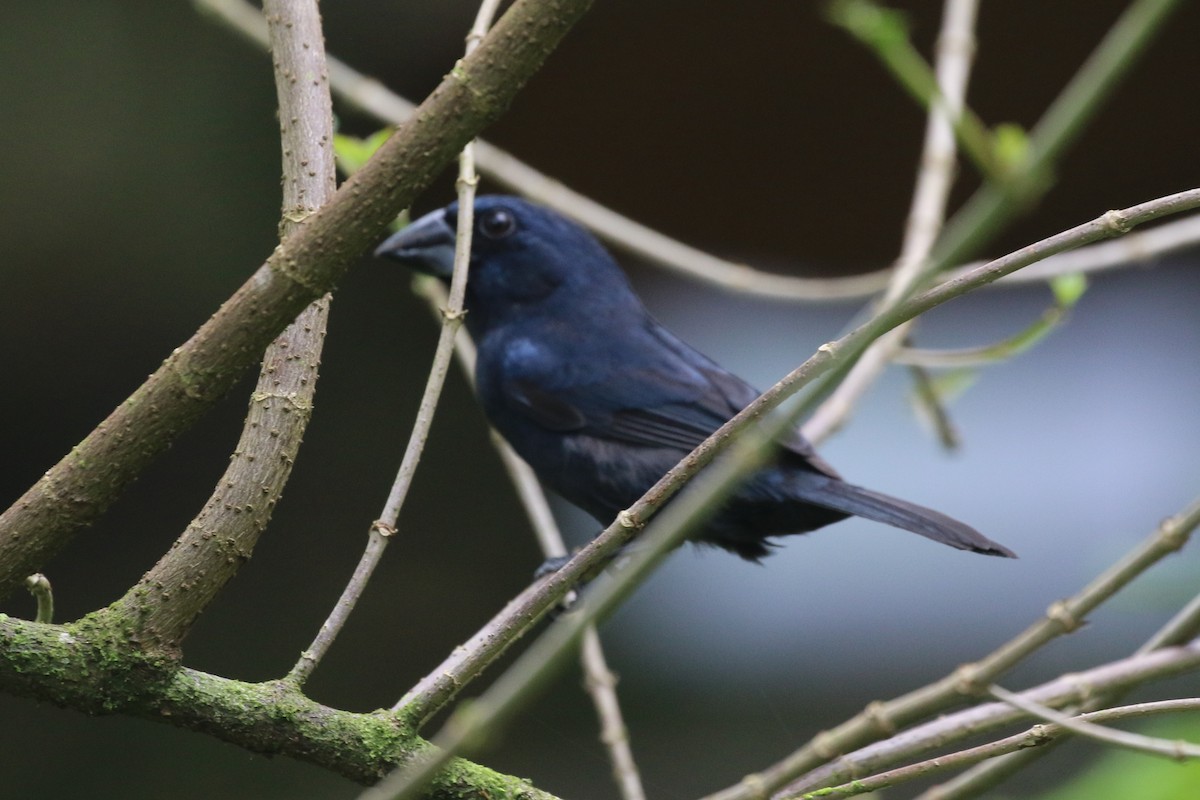 Blue-black Grosbeak - ML624406233