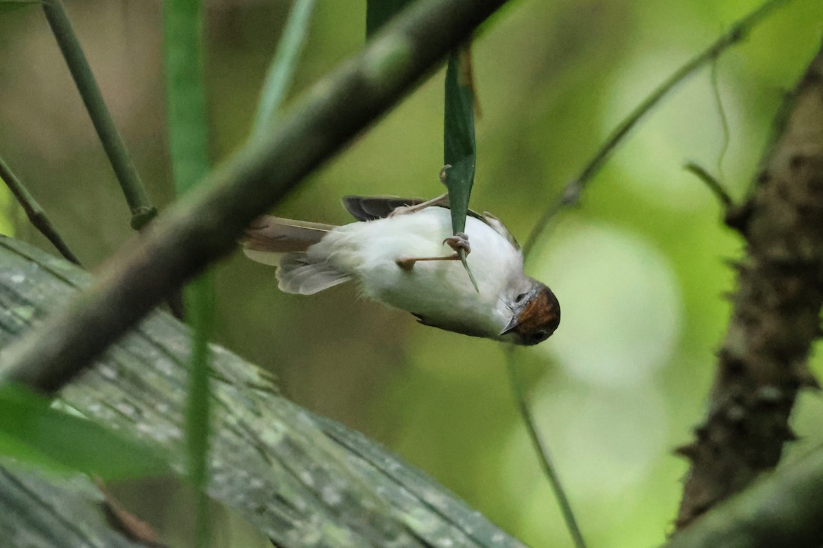 Scaly-crowned Babbler - Krit Adirek