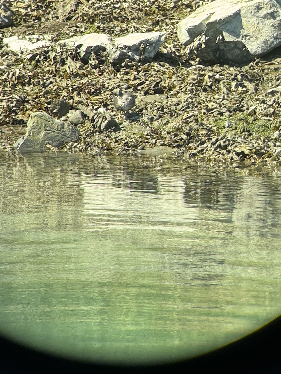 Wandering Tattler - ML624406460