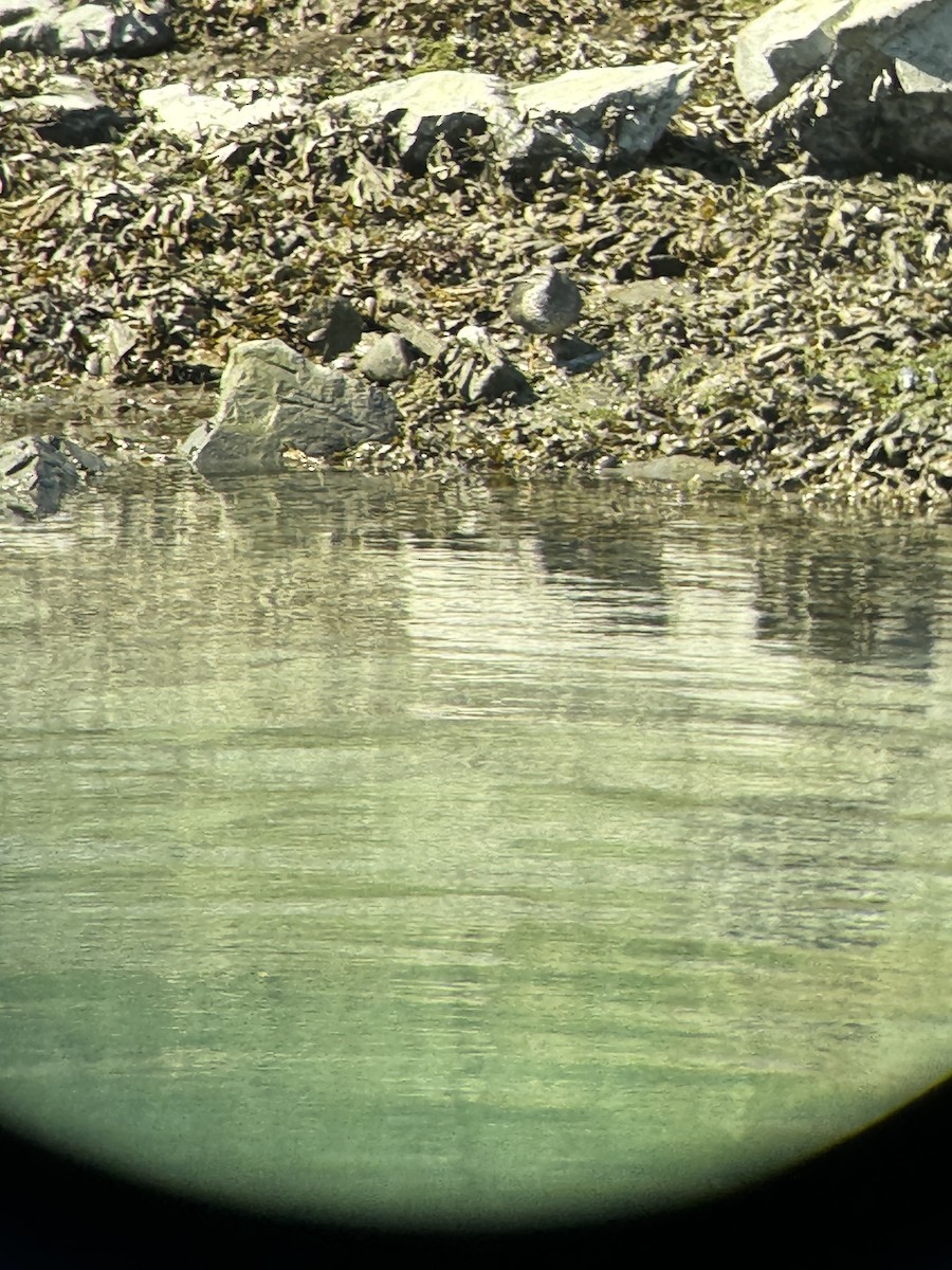 Wandering Tattler - ML624406461