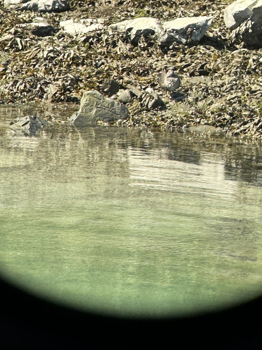 Wandering Tattler - ML624406462