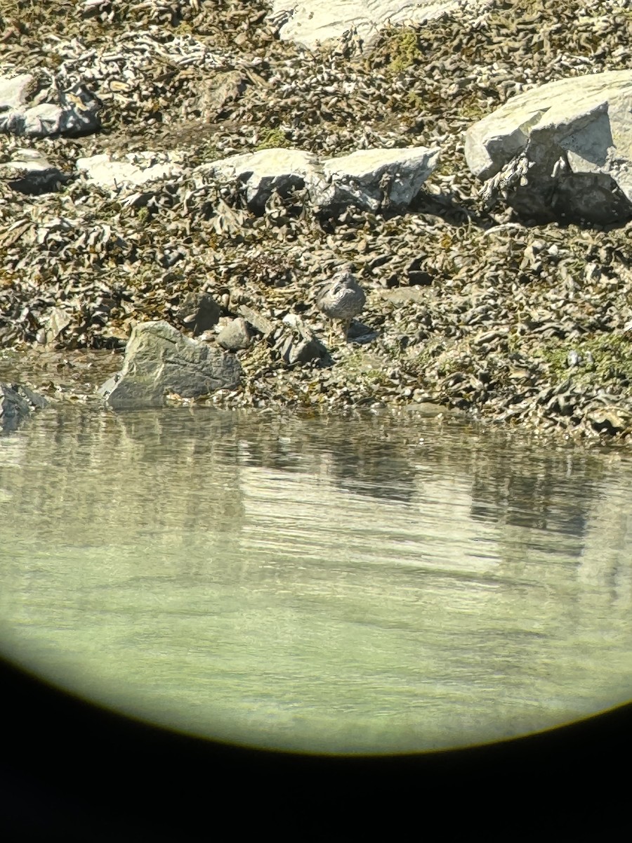 Wandering Tattler - Jacob Bagley