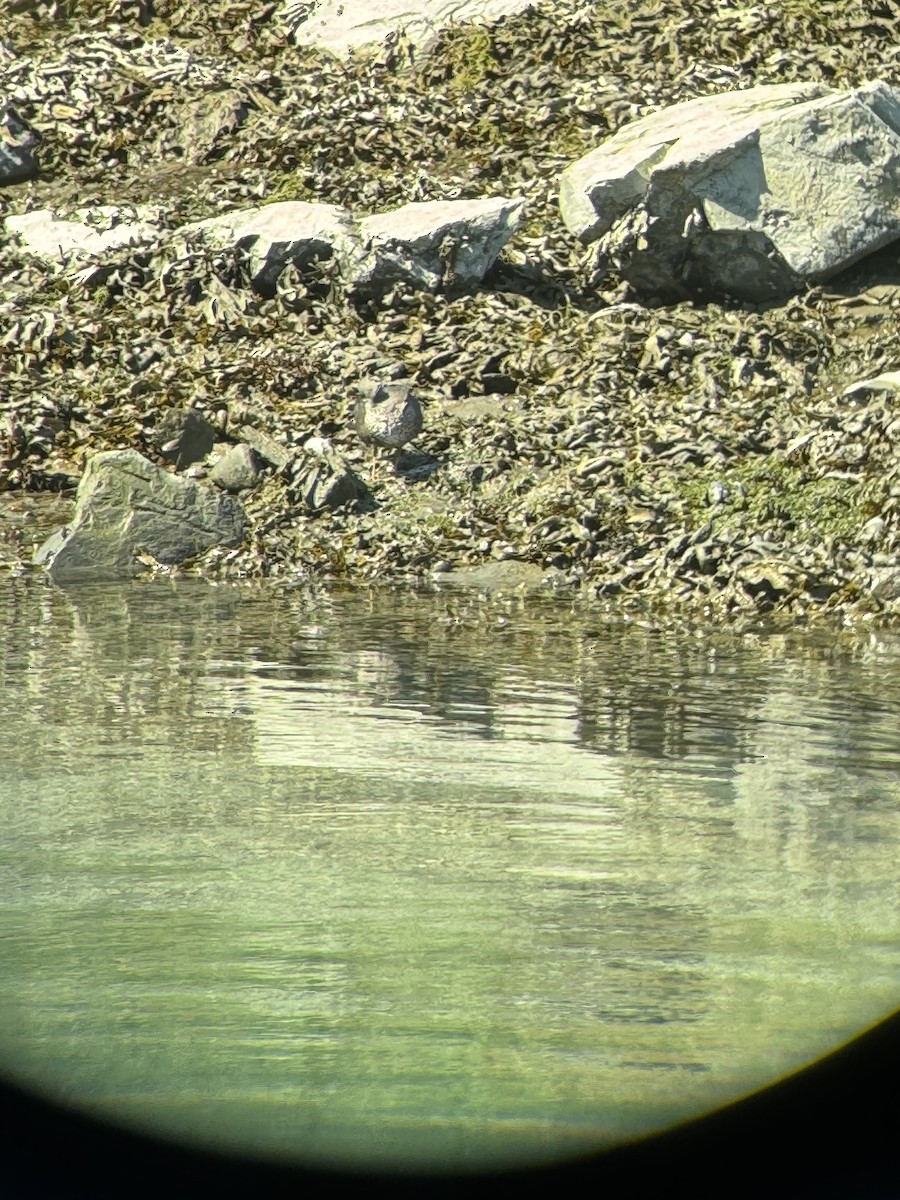 Wandering Tattler - ML624406464