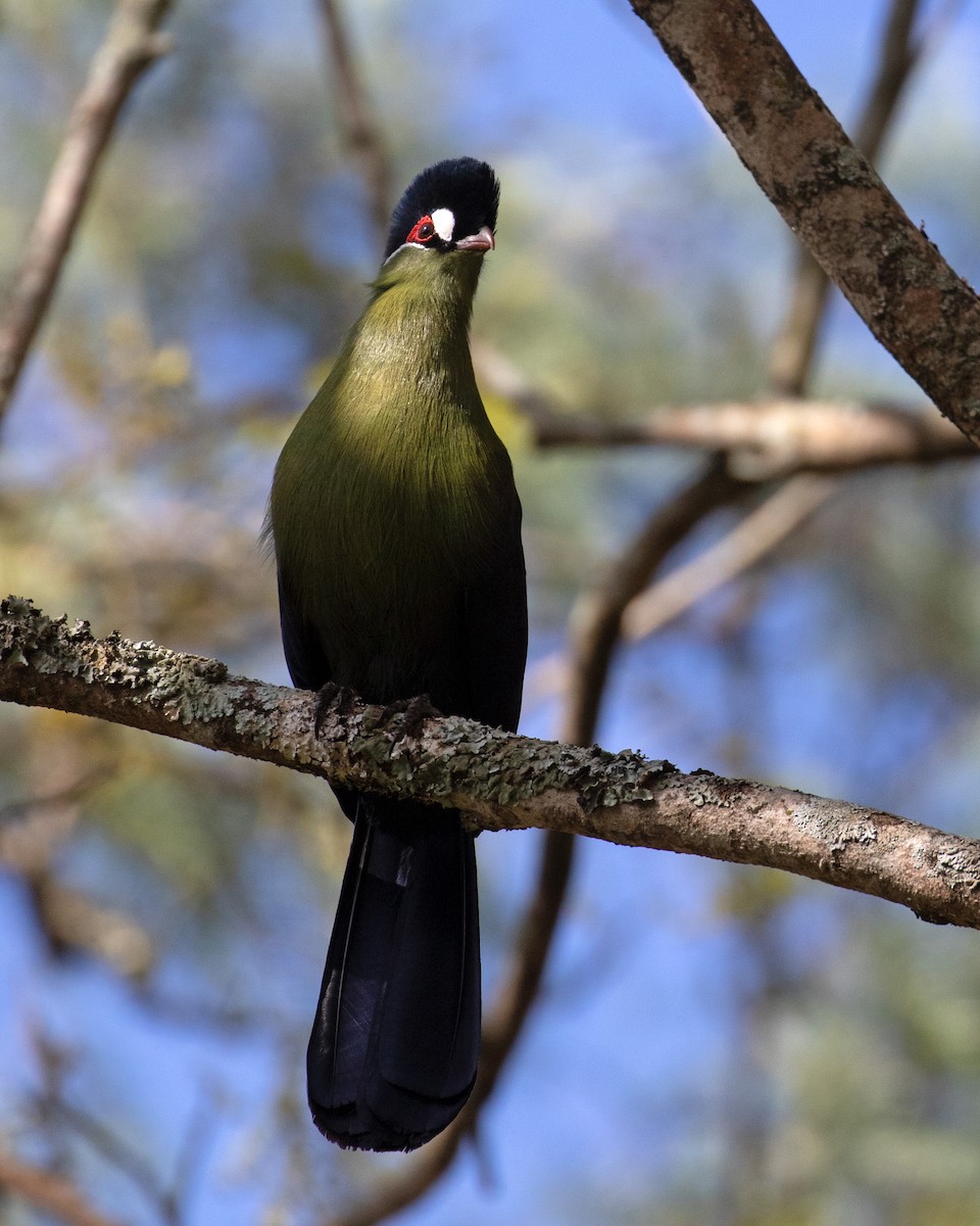 Turaco de Hartlaub - ML624406528