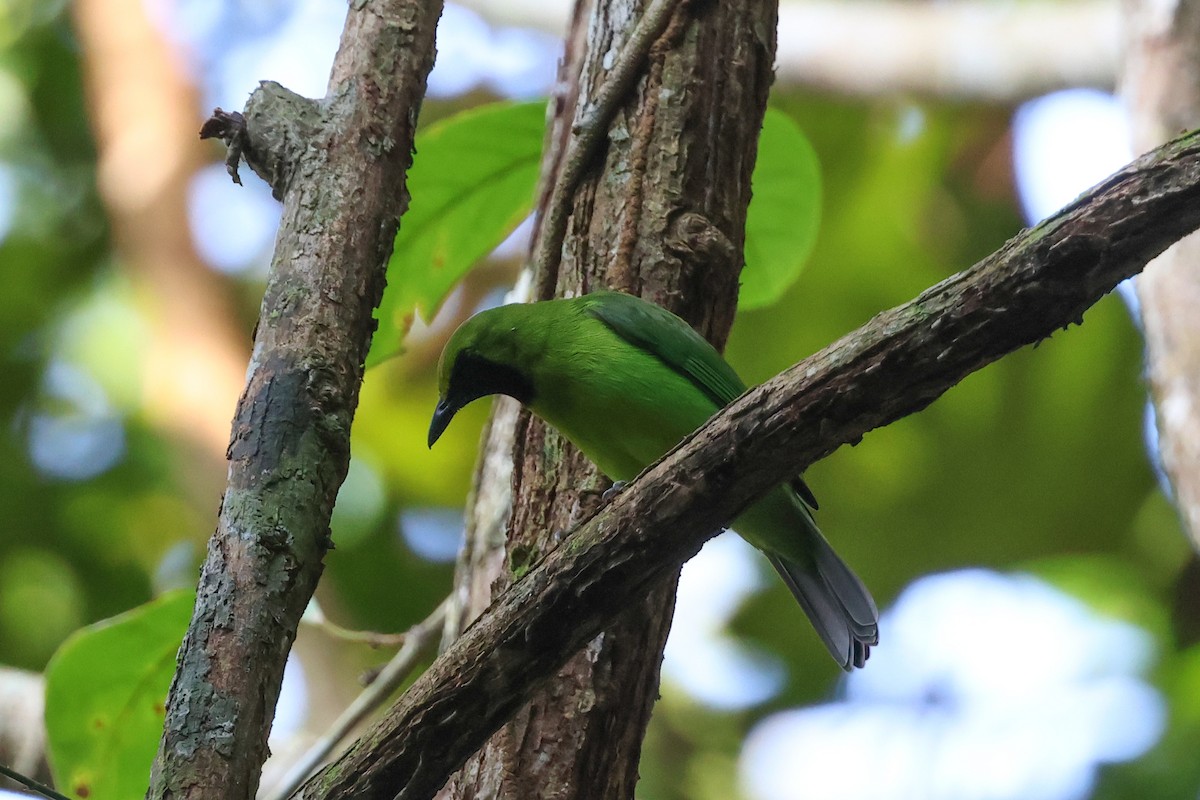 Greater Green Leafbird - ML624406559