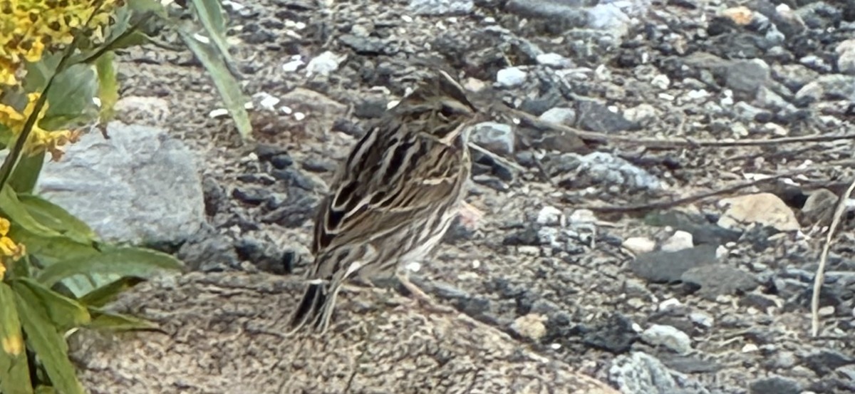 Savannah Sparrow - ML624406561