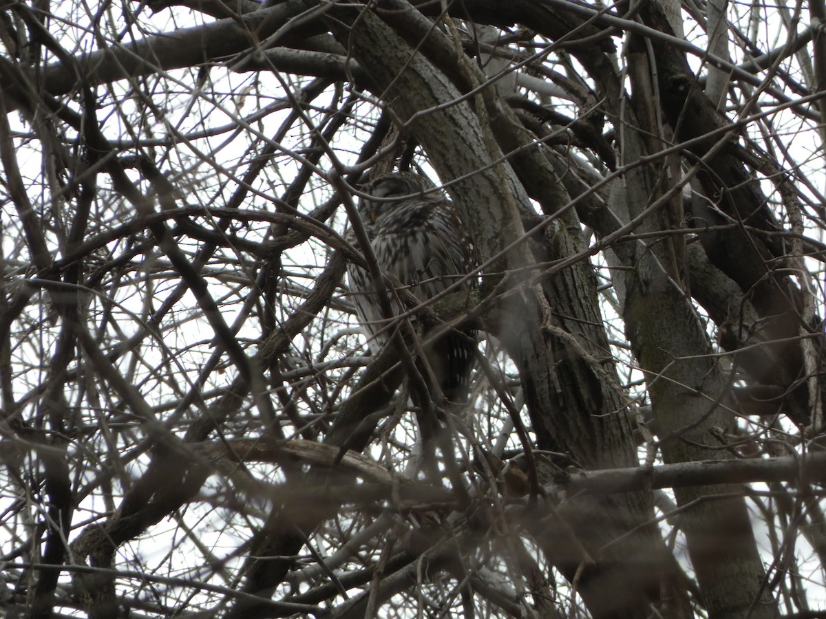 Barred Owl - ML624406623
