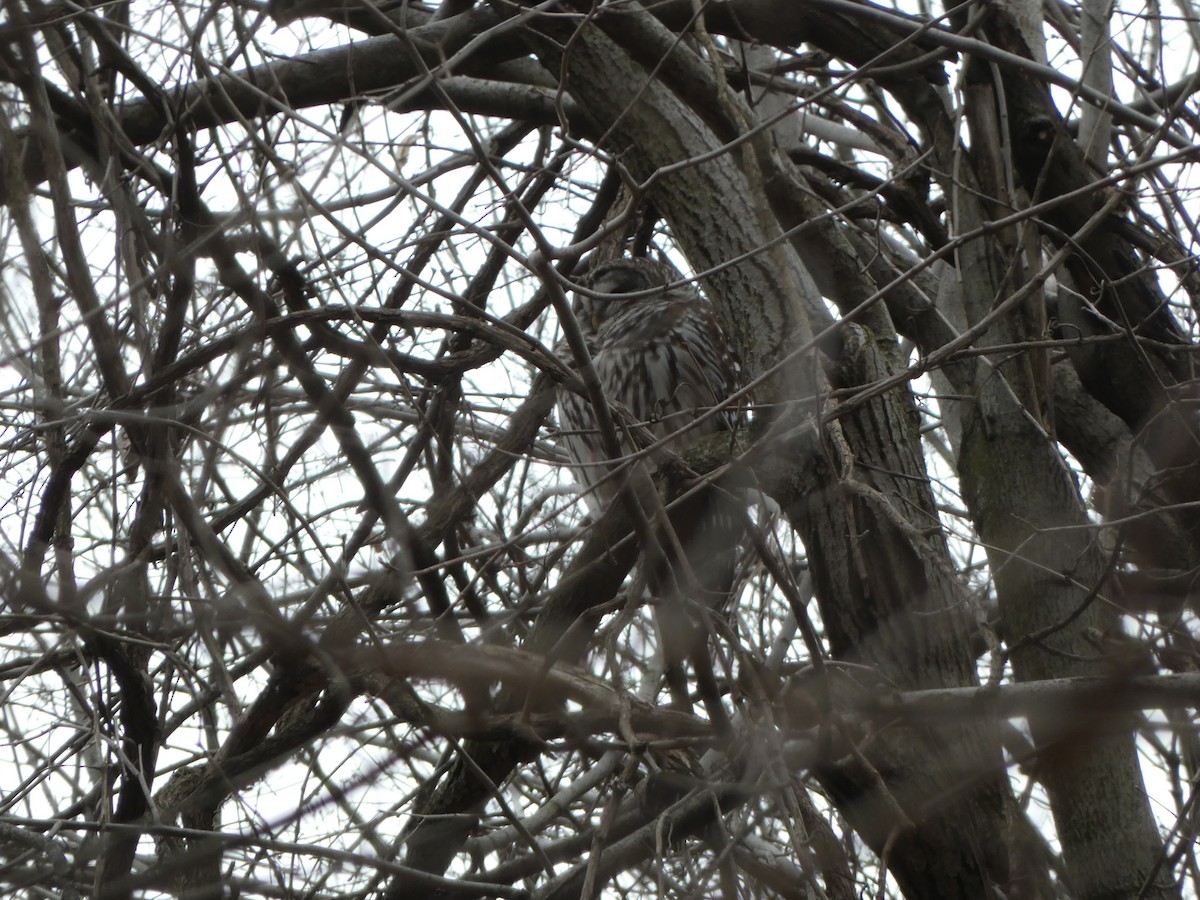 Barred Owl - ML624406624