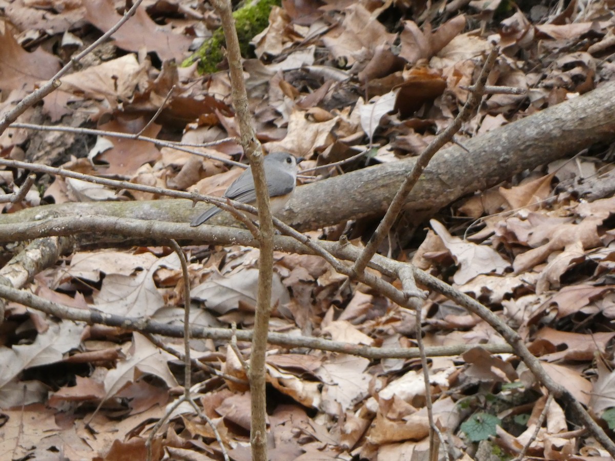 Tufted Titmouse - ML624406633