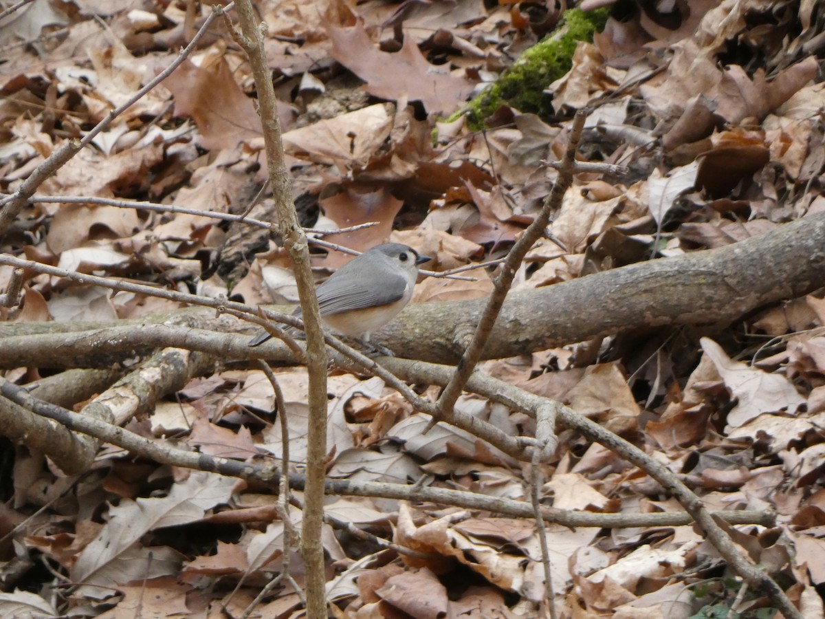 Tufted Titmouse - ML624406634