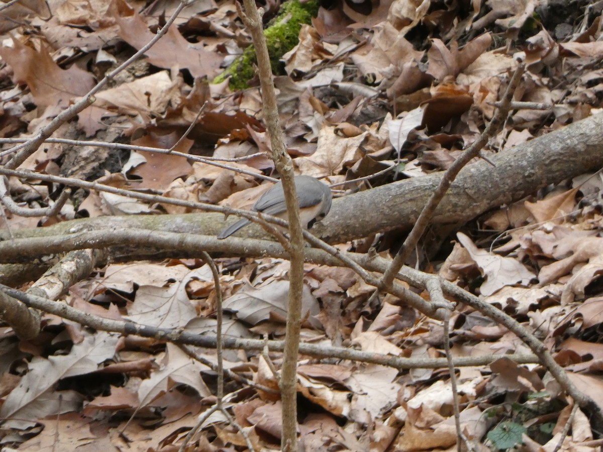 Tufted Titmouse - ML624406635