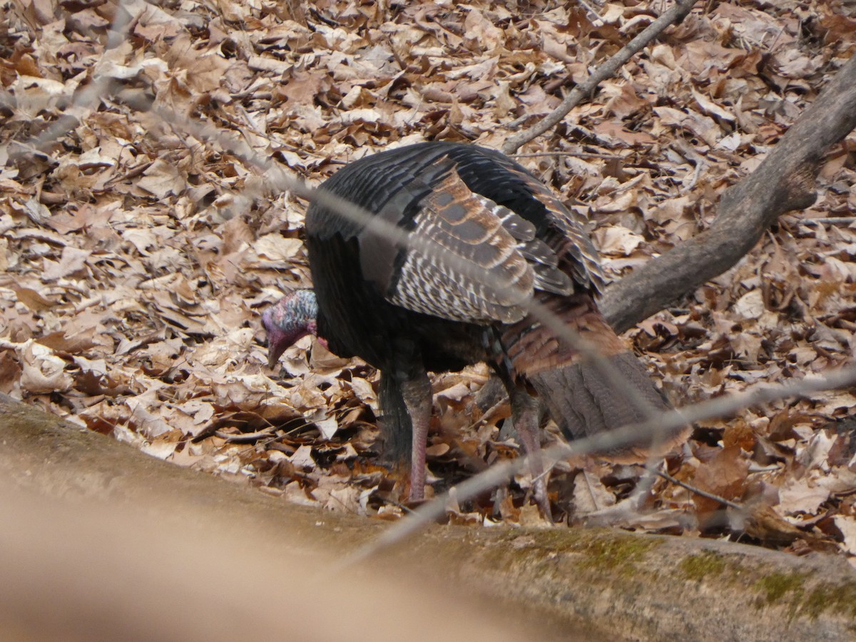Wild Turkey - ML624406657