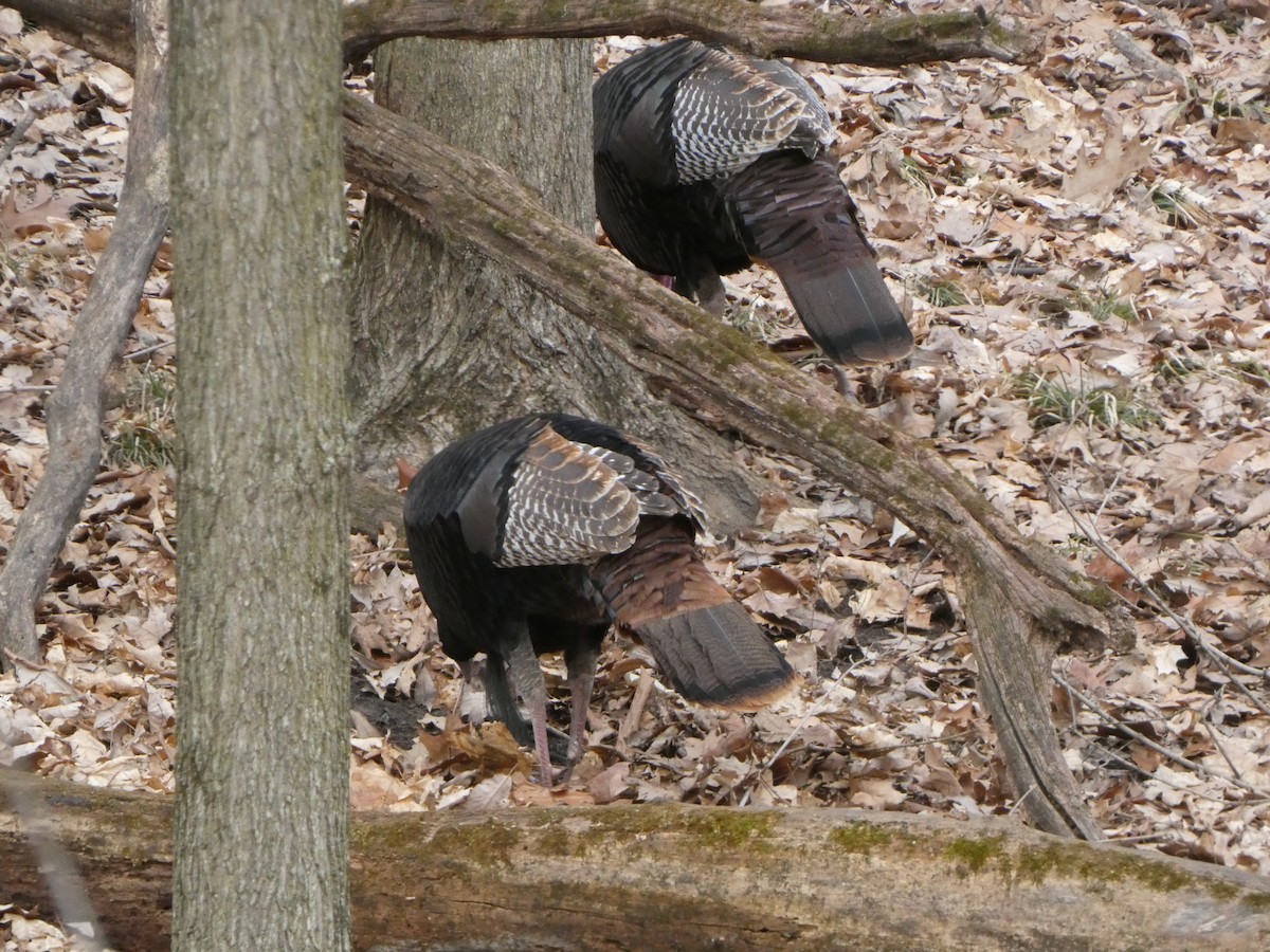 Wild Turkey - ML624406658