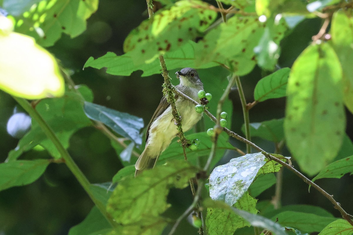 Spectacled Bulbul - Krit Adirek