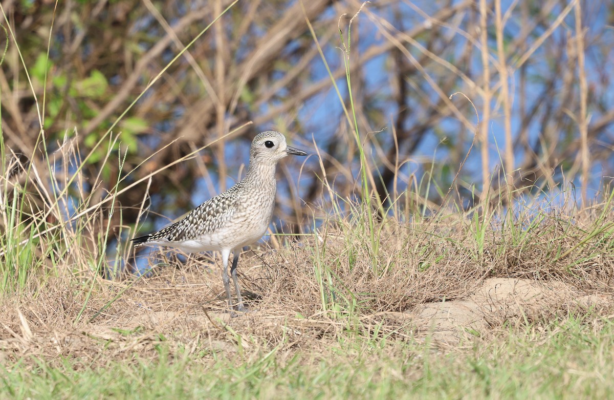 Black-bellied Plover - ML624406750