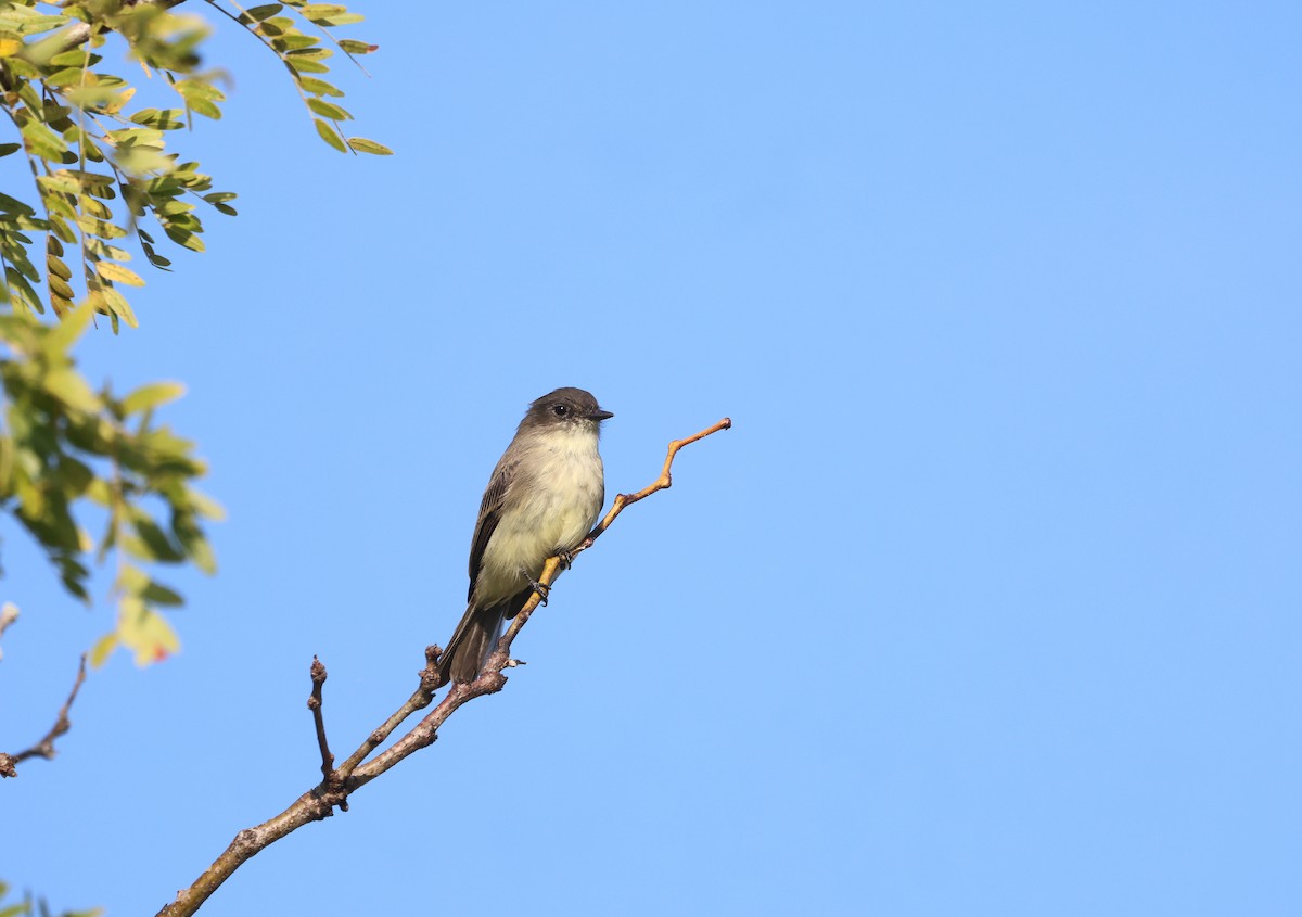 Eastern Phoebe - ML624406758