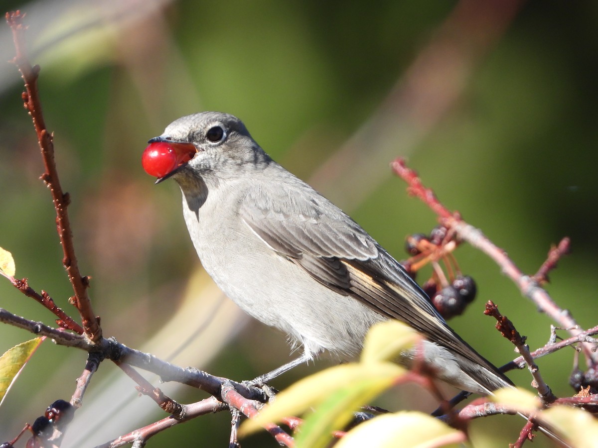 Townsend's Solitaire - ML624406856