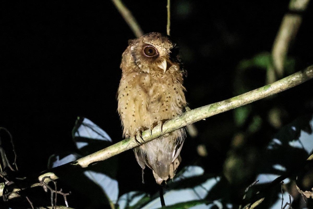 Reddish Scops-Owl - ML624406875