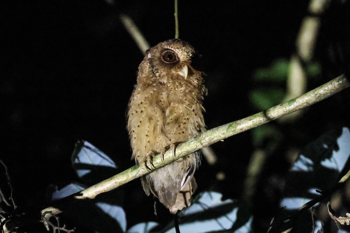 Reddish Scops-Owl - ML624406877