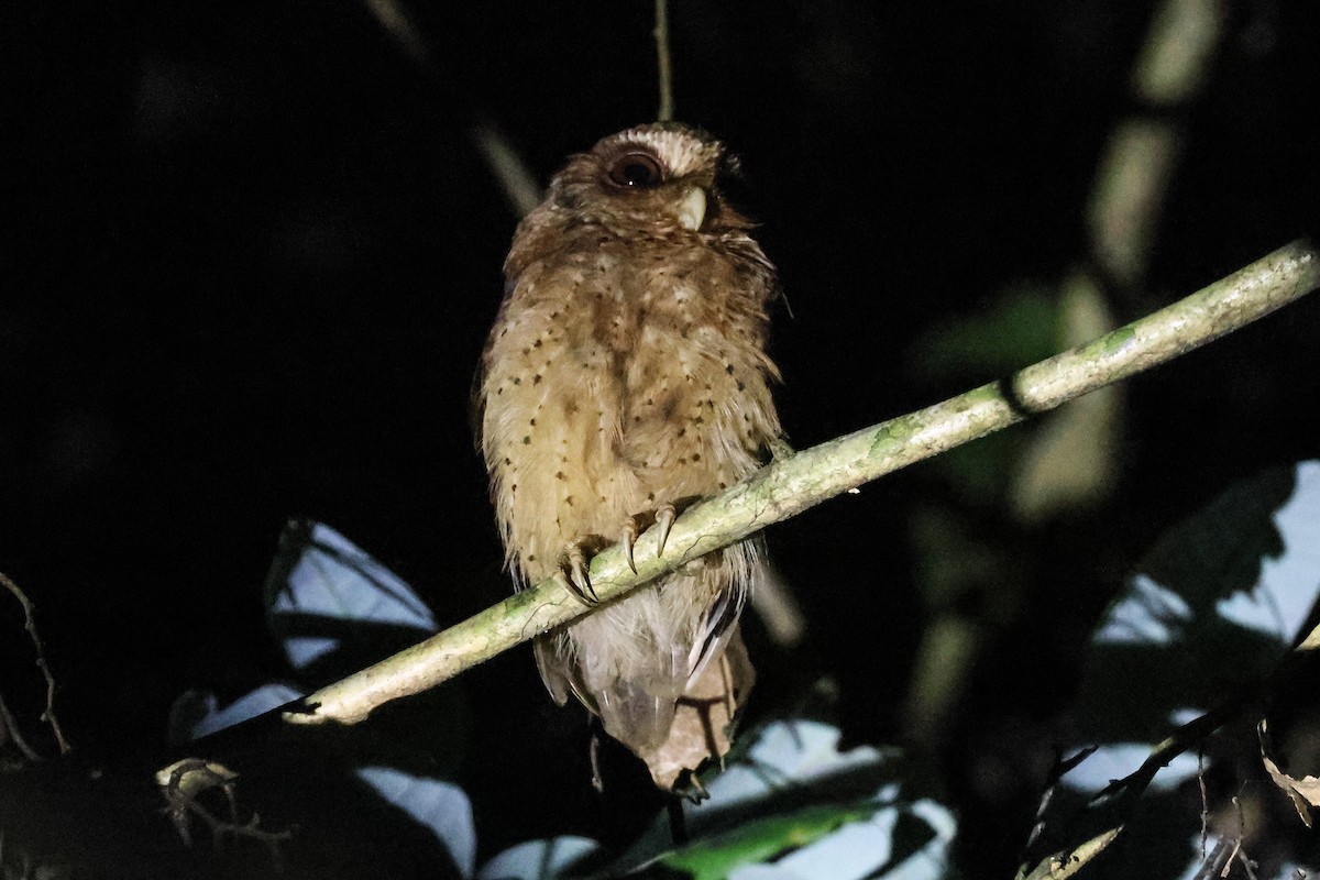 Reddish Scops-Owl - ML624406878